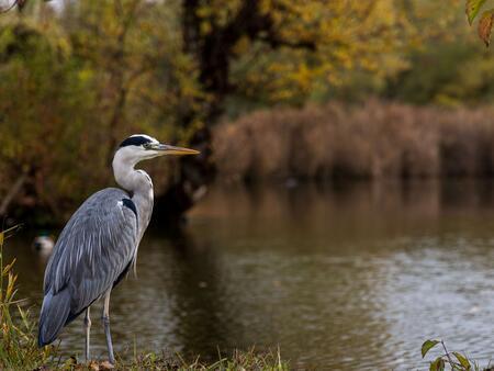 bird next to lake